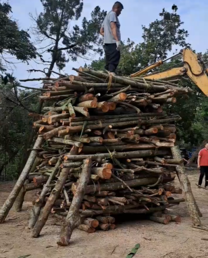 白杞寮媽祖生「過火」儀式的篝火